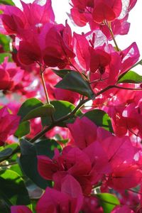 Preview wallpaper bougainville, flowering, branches, sunny, close-up