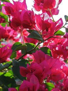 Preview wallpaper bougainville, flowering, branches, sunny, close-up