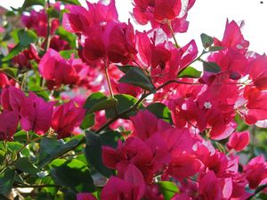 Preview wallpaper bougainville, flowering, branches, sunny, close-up