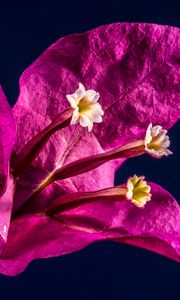 Preview wallpaper bougainvillea, flower, bud