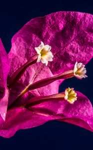 Preview wallpaper bougainvillea, flower, bud