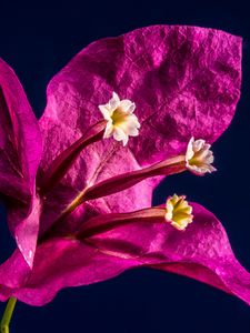 Preview wallpaper bougainvillea, flower, bud