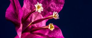 Preview wallpaper bougainvillea, flower, bud