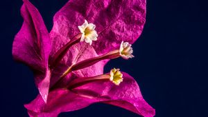 Preview wallpaper bougainvillea, flower, bud