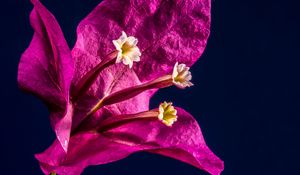 Preview wallpaper bougainvillea, flower, bud