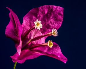 Preview wallpaper bougainvillea, flower, bud