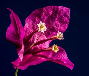 Preview wallpaper bougainvillea, flower, bud