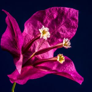 Preview wallpaper bougainvillea, flower, bud