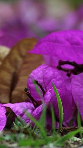 Preview wallpaper bougainvillea, flower, petals, grass