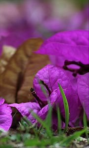 Preview wallpaper bougainvillea, flower, petals, grass