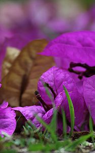 Preview wallpaper bougainvillea, flower, petals, grass