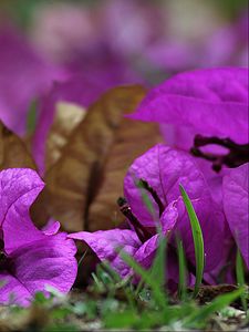 Preview wallpaper bougainvillea, flower, petals, grass