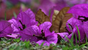 Preview wallpaper bougainvillea, flower, petals, grass