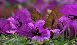 Preview wallpaper bougainvillea, flower, petals, grass