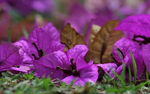 Preview wallpaper bougainvillea, flower, petals, grass