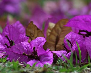 Preview wallpaper bougainvillea, flower, petals, grass