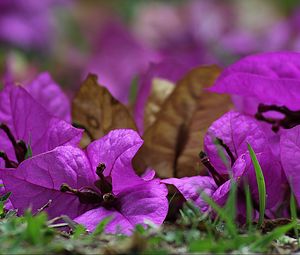 Preview wallpaper bougainvillea, flower, petals, grass