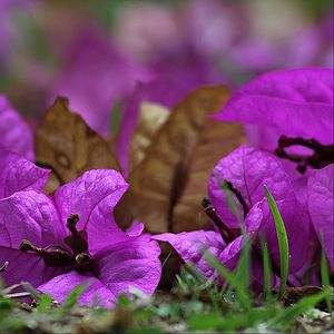 Preview wallpaper bougainvillea, flower, petals, grass