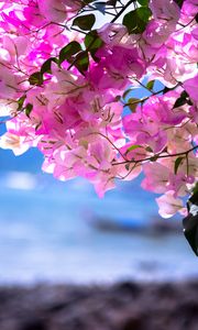 Preview wallpaper bougainvillea, flowers, branch, leaves