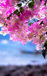 Preview wallpaper bougainvillea, flowers, branch, leaves