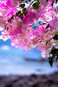 Preview wallpaper bougainvillea, flowers, branch, leaves