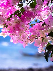 Preview wallpaper bougainvillea, flowers, branch, leaves