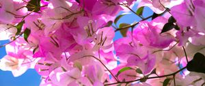 Preview wallpaper bougainvillea, flowers, branch, leaves