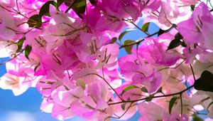 Preview wallpaper bougainvillea, flowers, branch, leaves