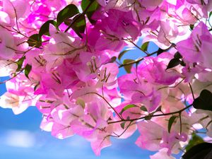 Preview wallpaper bougainvillea, flowers, branch, leaves