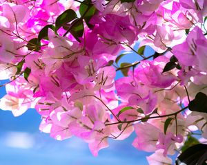 Preview wallpaper bougainvillea, flowers, branch, leaves