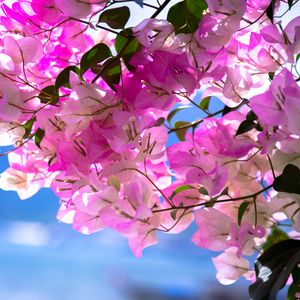 Preview wallpaper bougainvillea, flowers, branch, leaves