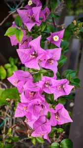 Preview wallpaper bougainvillea, flowers, petals, purple