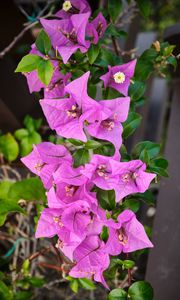 Preview wallpaper bougainvillea, flowers, petals, purple