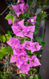 Preview wallpaper bougainvillea, flowers, petals, purple