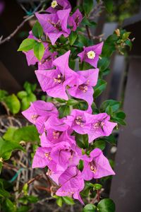 Preview wallpaper bougainvillea, flowers, petals, purple