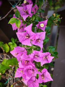 Preview wallpaper bougainvillea, flowers, petals, purple