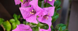 Preview wallpaper bougainvillea, flowers, petals, purple
