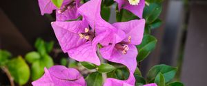 Preview wallpaper bougainvillea, flowers, petals, purple