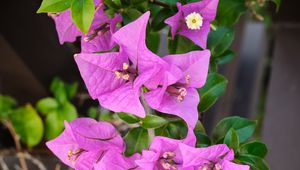 Preview wallpaper bougainvillea, flowers, petals, purple