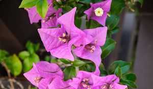 Preview wallpaper bougainvillea, flowers, petals, purple