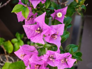 Preview wallpaper bougainvillea, flowers, petals, purple