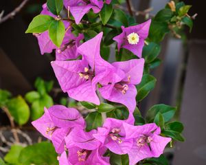 Preview wallpaper bougainvillea, flowers, petals, purple