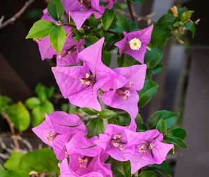 Preview wallpaper bougainvillea, flowers, petals, purple