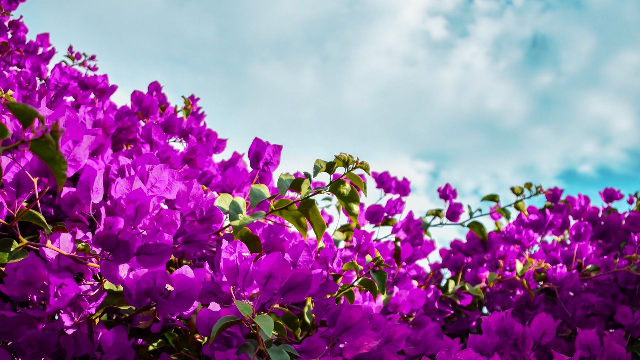 Wallpaper bougainvillea, flowers, purple, bloom, sky, clouds