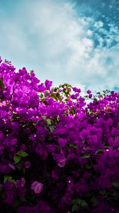 Preview wallpaper bougainvillea, flowers, purple, bloom, sky, clouds