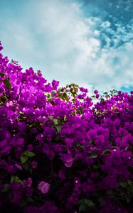 Preview wallpaper bougainvillea, flowers, purple, bloom, sky, clouds