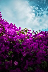 Preview wallpaper bougainvillea, flowers, purple, bloom, sky, clouds
