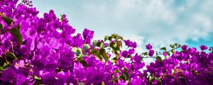 Preview wallpaper bougainvillea, flowers, purple, bloom, sky, clouds