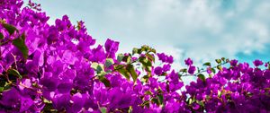 Preview wallpaper bougainvillea, flowers, purple, bloom, sky, clouds