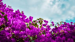 Preview wallpaper bougainvillea, flowers, purple, bloom, sky, clouds